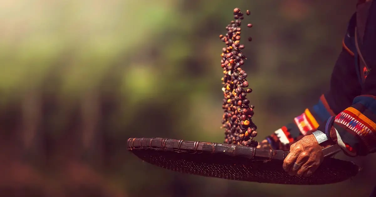 Arabica e Robusta_Featured_1200x630_1